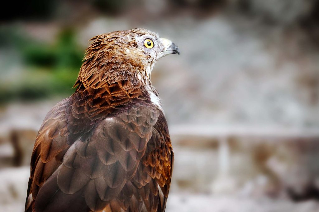 close-up-portrait-of-spotted-eagle-on-blurry-bac-PEUX5KC.jpg