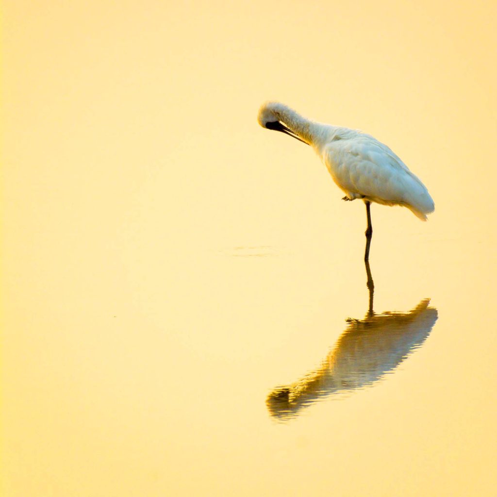 the-endangered-specie-black-faced-spoonbill-gloomi-FNQLQLP.jpg